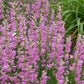 Prairie Dusk Penstemon