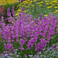 Prairie Dusk Penstemon