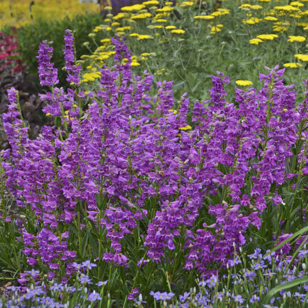 Prairie Dusk Penstemon