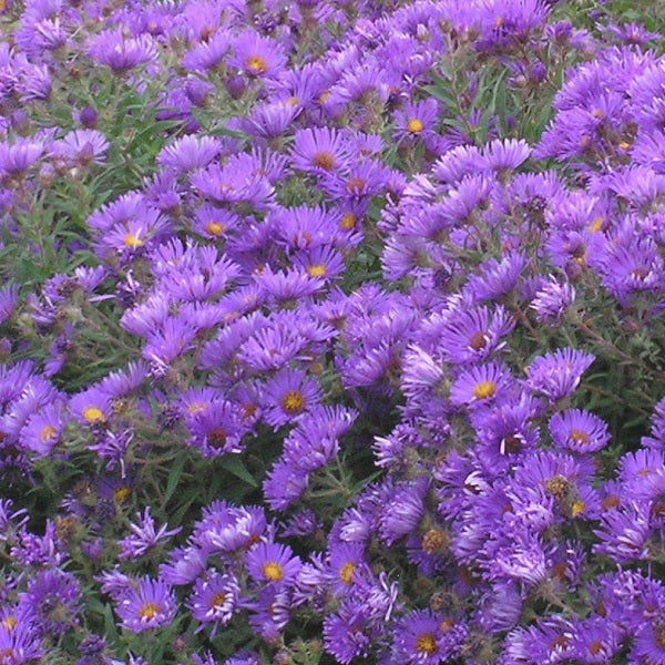 Purple Dome Aster