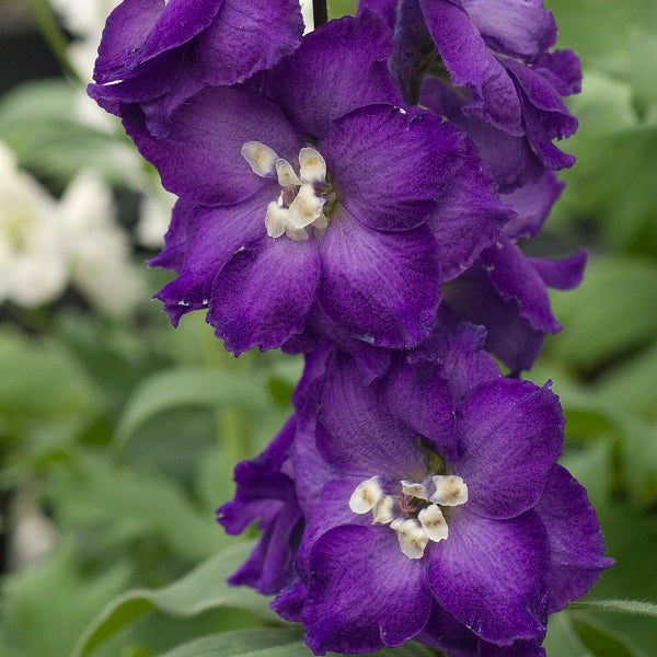 Purple Passion Delphinium