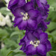 Purple Passion Delphinium