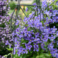 Rain Dance Clematis