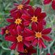 Red Satin Coreopsis