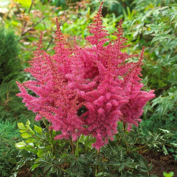 Rise and Shine Astilbe