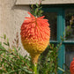 Rooper's Red Hot Poker