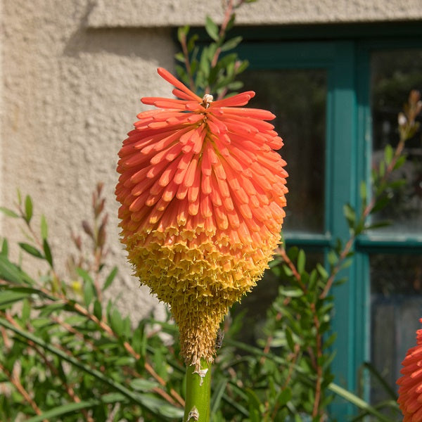 Rooper's Red Hot Poker