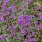 Santos Purple Verbena