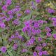 Santos Purple Verbena