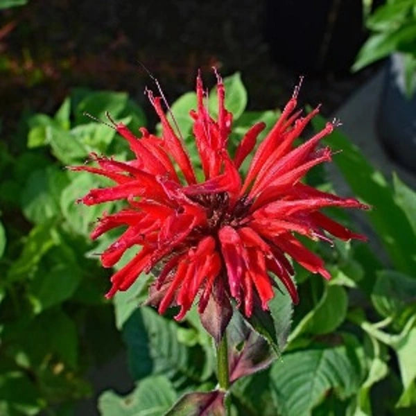 Scarlet BeeBalm