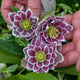 Shotgun Wedding Lenten Rose