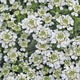 Snowflake Candytuft