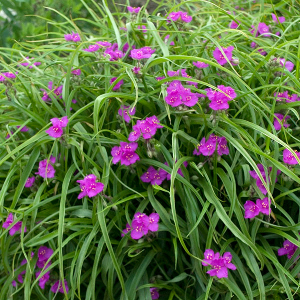 Spiderwort