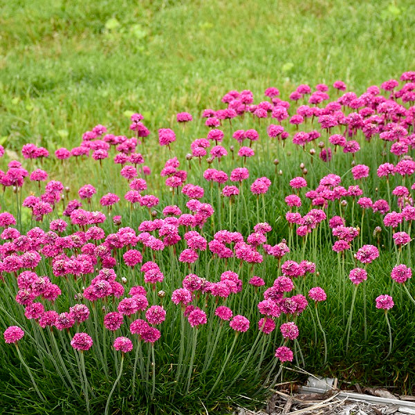 Splendens Sea Thrift