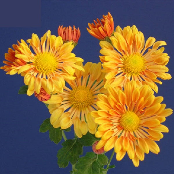 Starlet Chrysanthemum