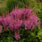 Visions Astilbe