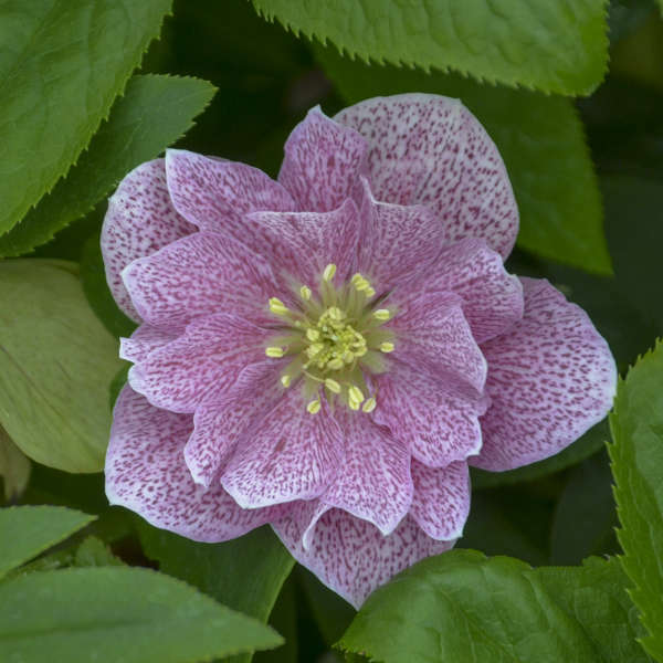 Wedding Crasher Lenten Rose