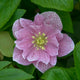 Wedding Crasher Lenten Rose