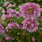 Wedding Crasher Lenten Rose