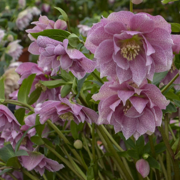 Wedding Crasher Lenten Rose