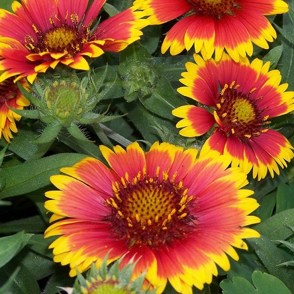 Arizona Sun Blanket Flower