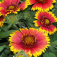 Blanket Flower Collection