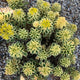 Atlantis Sedum