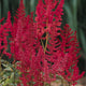 August Light Astilbe