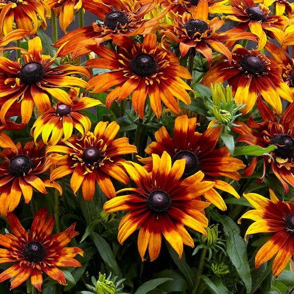 Autumn Colors Black Eyed Susan