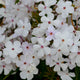 Baby Doll White Hybrid Phlox