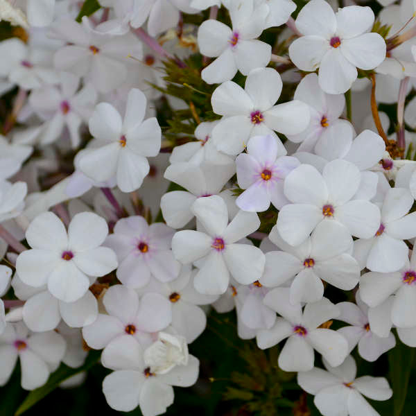 Baby Doll White Hybrid Phlox