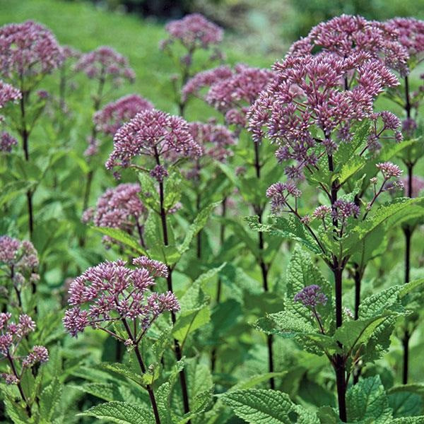 Baby Joe Joe Pye Weed