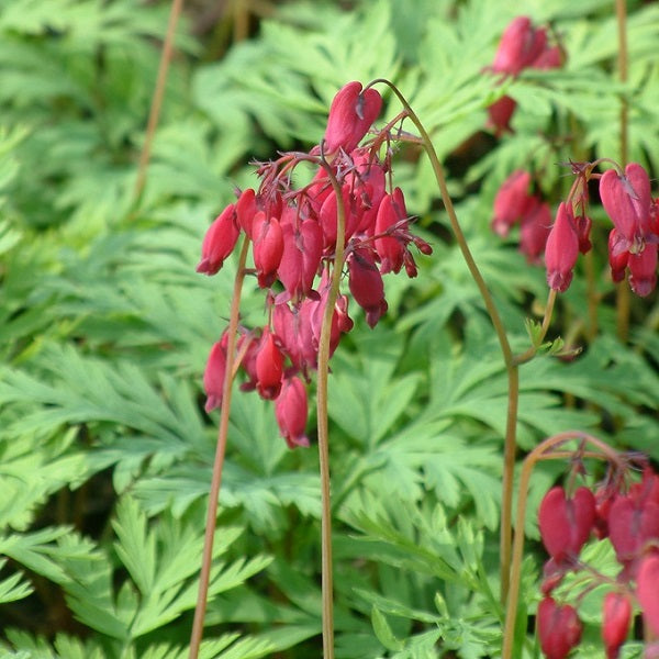 Bacchanal Bleeding Heart