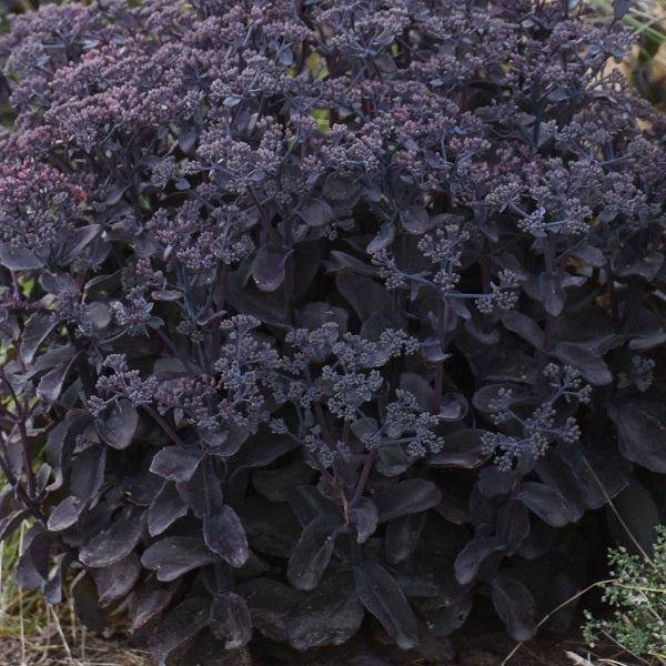 Back in Black Sedum