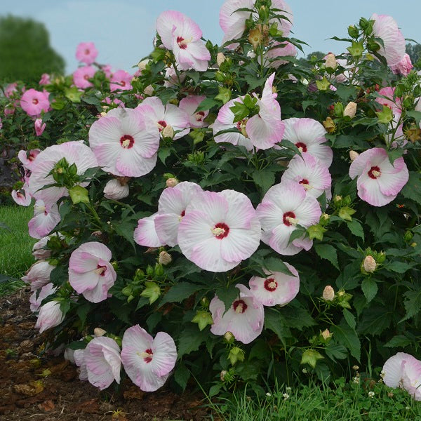 Ballet Slippers Hibiscus