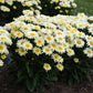 Banana Cream II Shasta Daisy