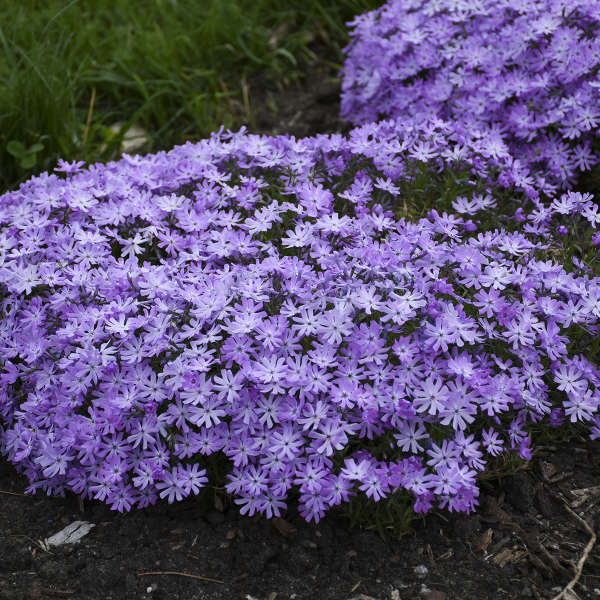 Bedazzled Lavender Hybrid Spring Phlox