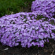 Bedazzled Purple Hybrid Spring Phlox