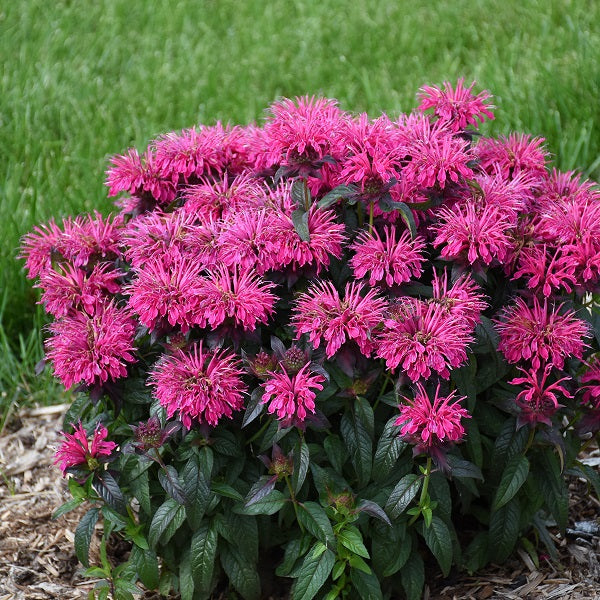 Berry Taffy BeeBalm