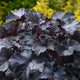 Black Pearl Coral Bells