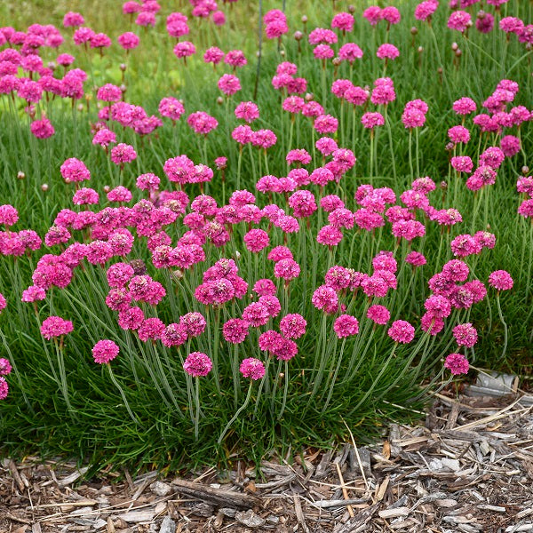 Bloodstone Sea Thrift