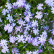 Blue Moon Woodland Phlox