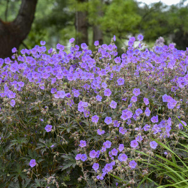 Boom Chocolatta Hardy Geranium