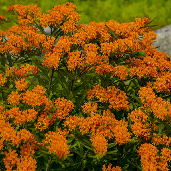 Butterfly Weed