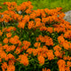 Butterfly Weed