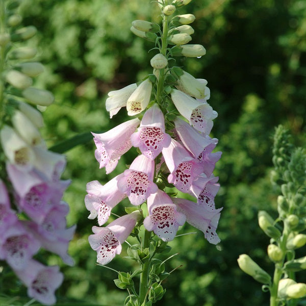 Camelot Lavender Foxglove