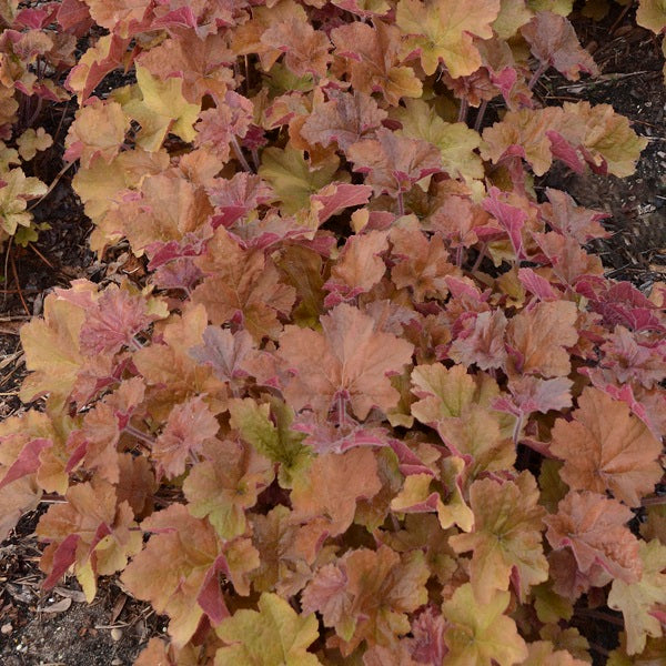 Caramel Coral Bells