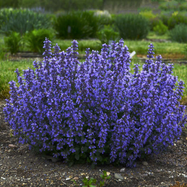 Nepeta