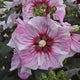 Cherry Choco Latte Hibiscus