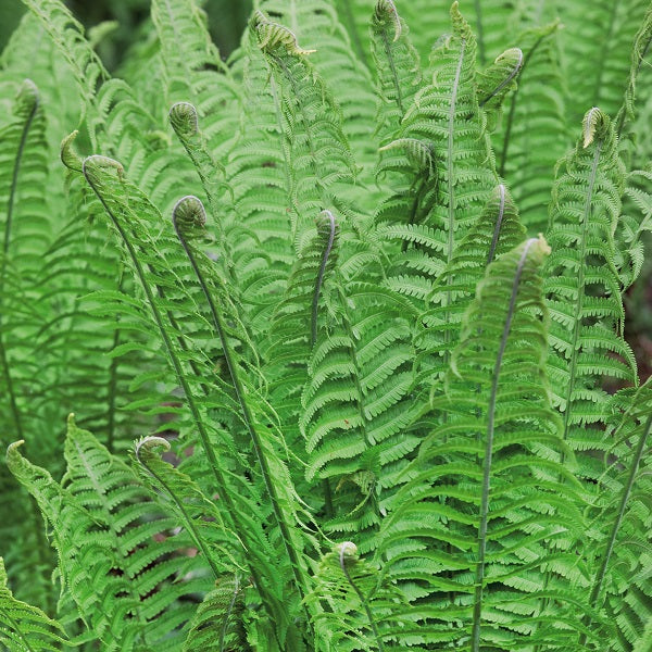 Cinnamon Fern